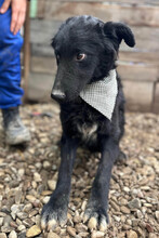 CHICHI, Hund, Kroatischer Schäferhund-Mix in Kroatien