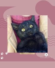 TAAVI, Katze, Europäisch Kurzhaar in Bulgarien