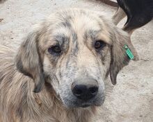 ANNA, Hund, Mischlingshund in Rumänien