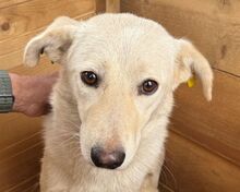 ELLA, Hund, Mischlingshund in Rumänien