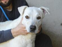 BENOIT, Hund, Mischlingshund in Italien