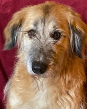 EVA, Hund, Spinone Italiano-Mix in Italien