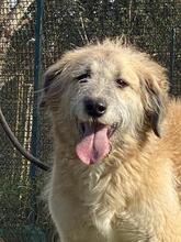 EVA, Hund, Spinone Mischling in Italien