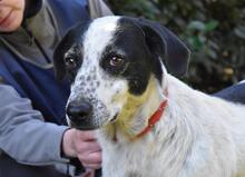 KILEO, Hund, Mischlingshund in Italien