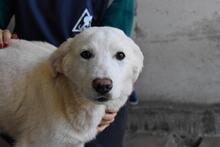 RIONEL, Hund, Maremmano Mischling in Italien