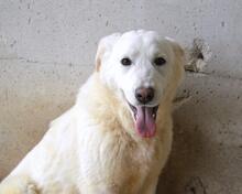 RODERICO, Hund, Maremmano-Mix in Italien