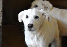 RODERICO, Hund, Maremmano Mischling in Italien