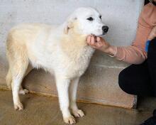 RYTHER, Hund, Maremmano-Mix in Italien