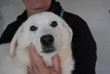 RODERICO, Hund, Maremmano Mischling in Italien