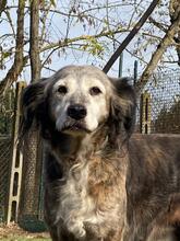 STELLA, Hund, Mischlingshund in Italien