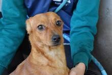 THAMIRA, Hund, Mischlingshund in Italien