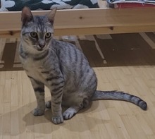 TONJA, Katze, Europäisch Kurzhaar in Alsbach-Hähnlein