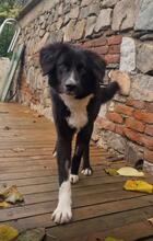 GABRIEL, Hund, Mischlingshund in Bulgarien