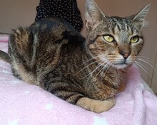 JACK, Katze, Europäisch Kurzhaar in Spanien