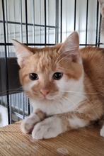 BONNI, Katze, Europäisch Kurzhaar in Bulgarien