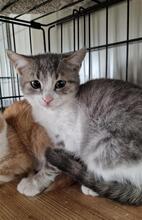 KLAID, Katze, Europäisch Kurzhaar in Bulgarien