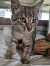 POPPY, Katze, Europäisch Kurzhaar in Garbsen