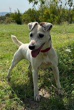 ROKI, Hund, Jack Russell Terrier-Mix in Kroatien