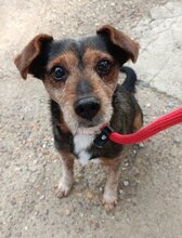 WOODY, Hund, Mischlingshund in Spanien