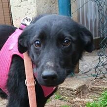 RORI, Hund, Labrador-Mix in Slowakische Republik