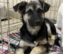 BOY, Hund, Mischlingshund in Rumänien