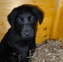 EEVI, Hund, Mischlingshund in Rumänien