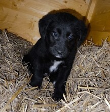 EVITA, Hund, Mischlingshund in Rumänien