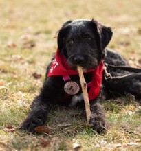 EVITA, Hund, Mischlingshund in Baiersdorf