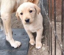 WELPE3E, Hund, Mischlingshund in Rumänien