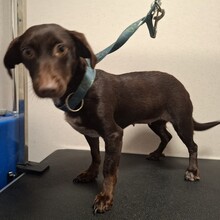 SARA, Hund, Mischlingshund in Bergisch Gladbach