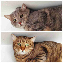 FINDUS, Katze, Europäisch Kurzhaar in Bulgarien