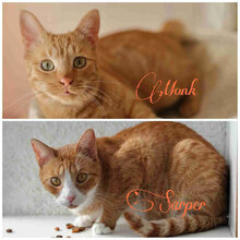 MONK, Katze, Europäisch Kurzhaar in Bulgarien