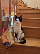 LORY, Katze, Europäisch Kurzhaar in Bulgarien