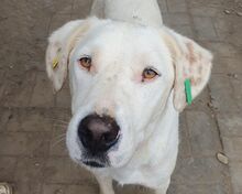 WILLY, Hund, Mischlingshund in Rumänien