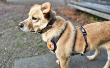 SINTRA, Hund, Mischlingshund in Berlin