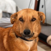 PEER, Hund, Mischlingshund in Waldbröl