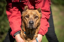 ACAPULCO, Hund, Mischlingshund in Ungarn
