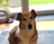 ENKA, Hund, Mischlingshund in Duisburg