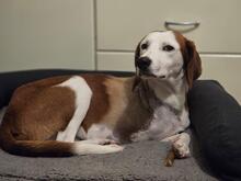 ARNIE, Hund, Mischlingshund in Griechenland