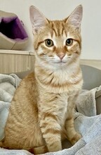 KREMI, Katze, Europäisch Kurzhaar in Bulgarien