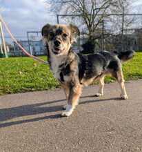 ILAY, Hund, Mischlingshund in Bruchsal