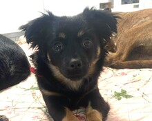 SINDY, Hund, Mischlingshund in Rumänien