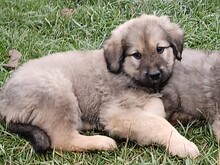 BABY, Hund, Mischlingshund in Rumänien