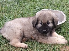 CARL, Hund, Mischlingshund in Rumänien