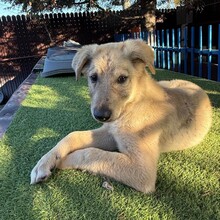 CHARLES, Hund, Mischlingshund in Rumänien