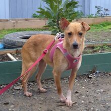 HAZEL, Hund, Mischlingshund in Rumänien