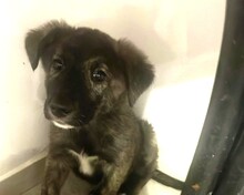 TOTO, Hund, Mischlingshund in Rumänien