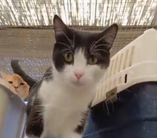 VALENTINO, Katze, Europäisch Kurzhaar in Oberhausen