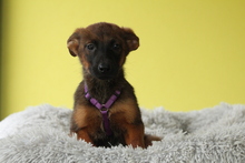 ROSE, Hund, Mischlingshund in Hagen