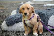 AURELIA, Hund, Mischlingshund in Hagen